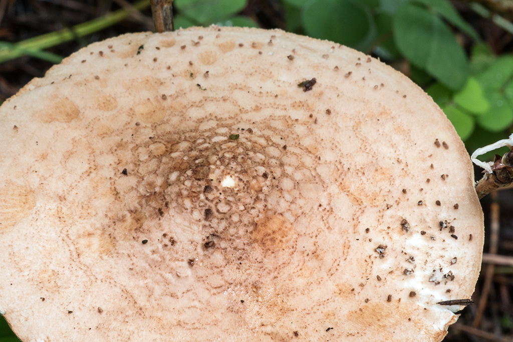 Лепиота шероховатая или острочешуйчатая: фото и описание гриба