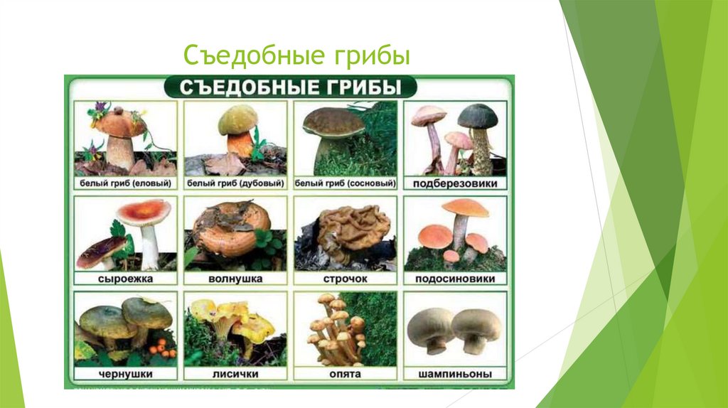 Что можно приготовить из грибов рядовок: рецепты блюд