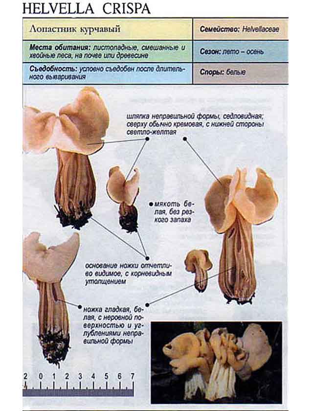 Трубчатые грибы (ядовитые и съедобные): +39 фото и описание — викигриб