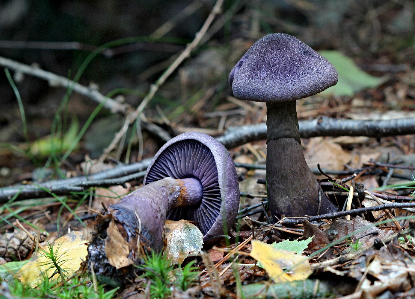 Паутинник кровяно-красноватый (cortinarius semisanguineus) – грибы сибири