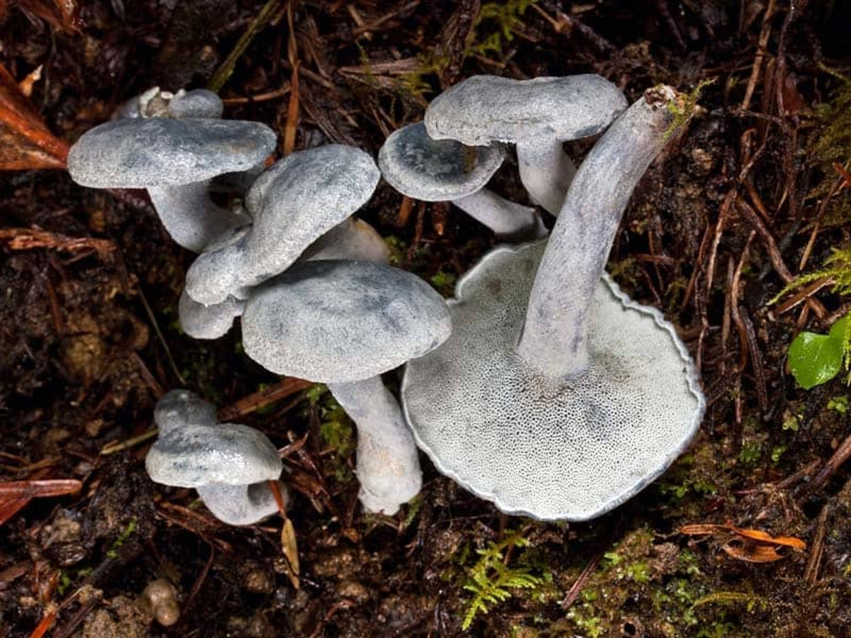 Уникальные свойства древесных грибов-трутовиков