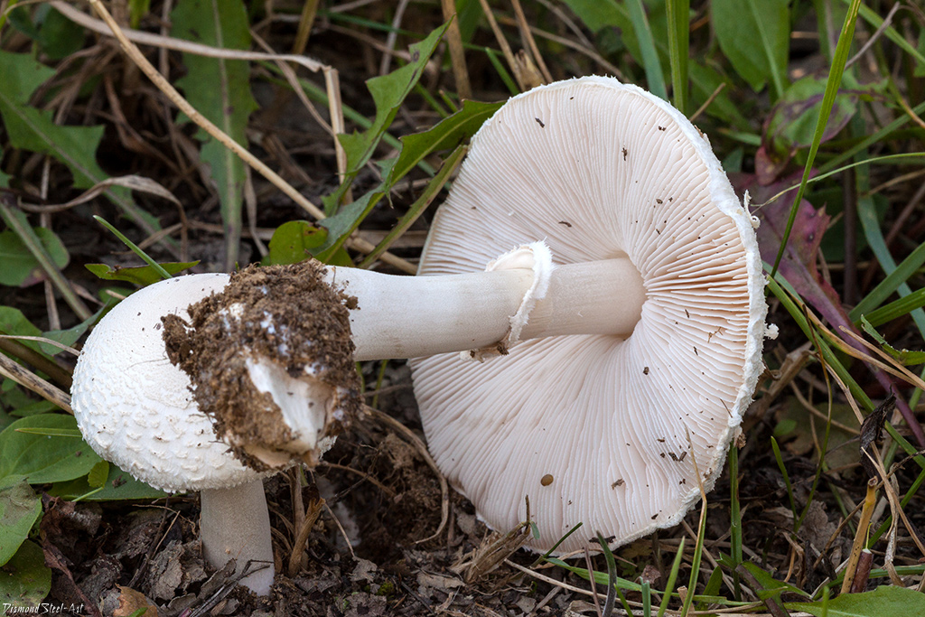 Как называется гриб похожий. • Зонтик белый (Macrolepiota excoriata. Гриб-зонтик белый Macrolepiota excoriata. Зонтик полевой гриб. Гриб зонтик Луговой.