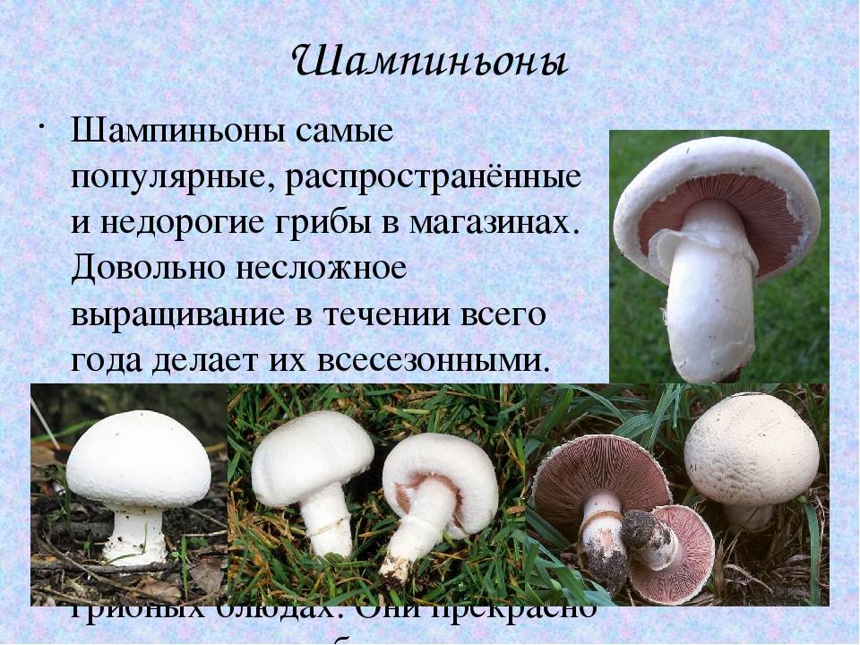 Печерица или шампиньон луговой (agaricus campestris): фото, описание и как готовить гриб