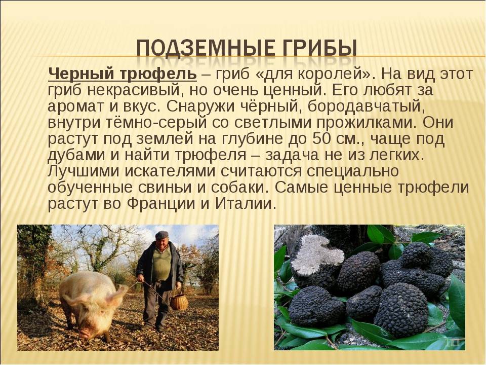 Где растут и можно собрать грибы трюфели в россии
