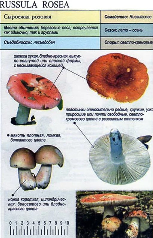 Какие грибы при варке становятся фиолетовыми !