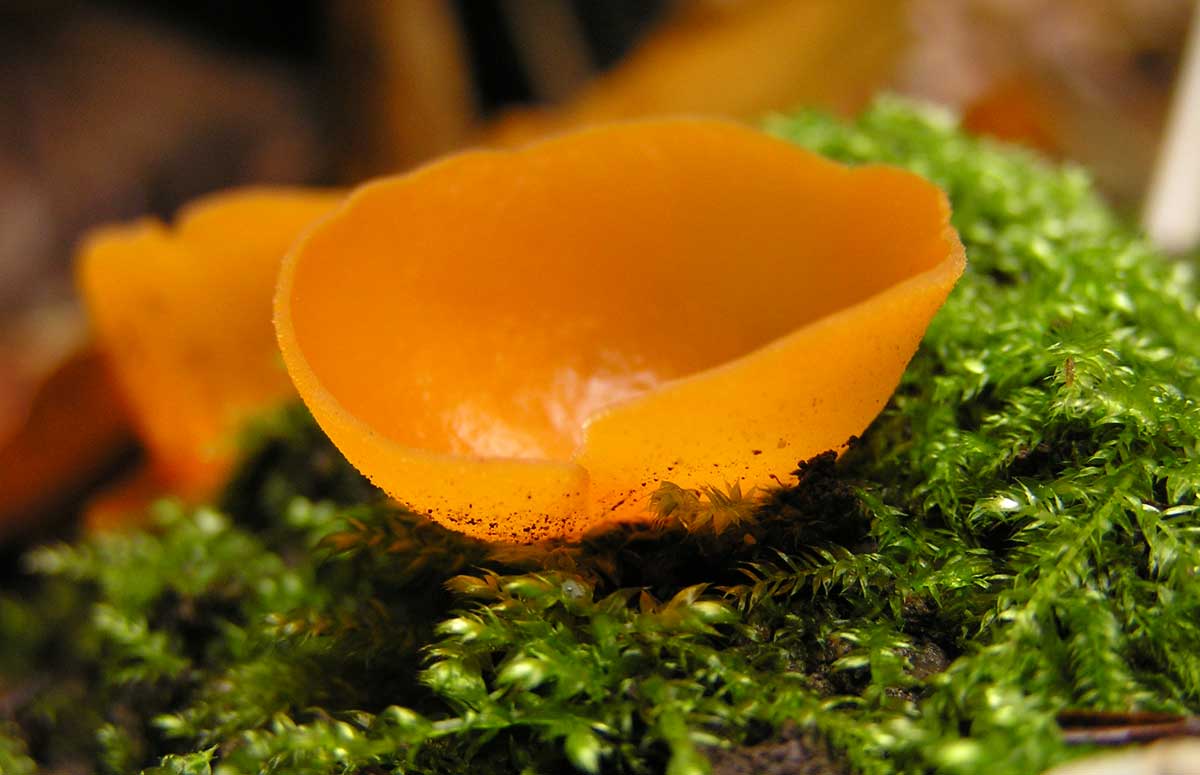 Трубчатые грибы - фото с описанием съедобных, несъедобных и ядовитых грибов, фото, видео