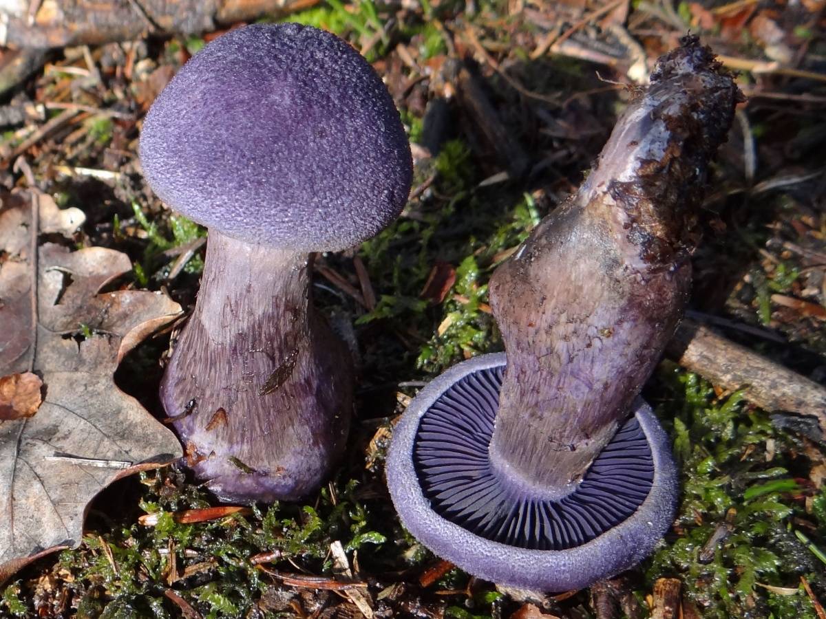 Паутинник фиолетовый - описание и фото гриба
