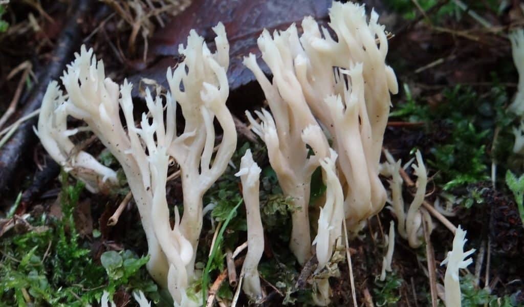 Саркосома шаровидная: описание и полезные свойства земляного масла - грибы собираем