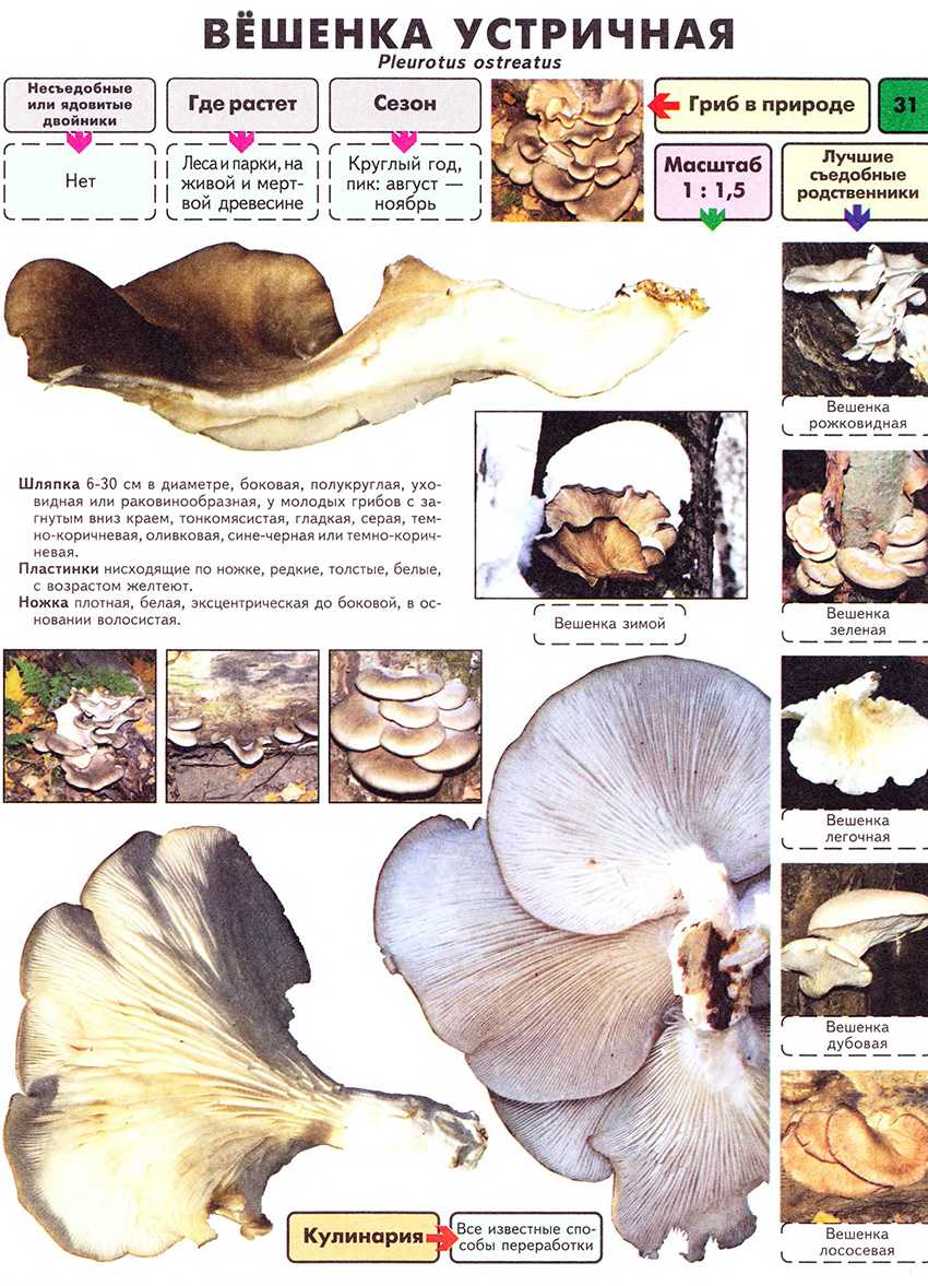 Грибы вешенки - 74 фото большого и очень вкусного гриба