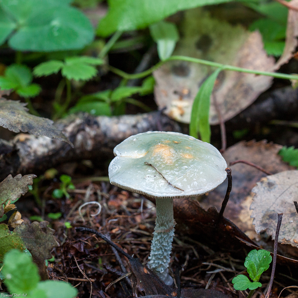 Строфария небесно-синяя (stropharia caerulea) – грибы сибири