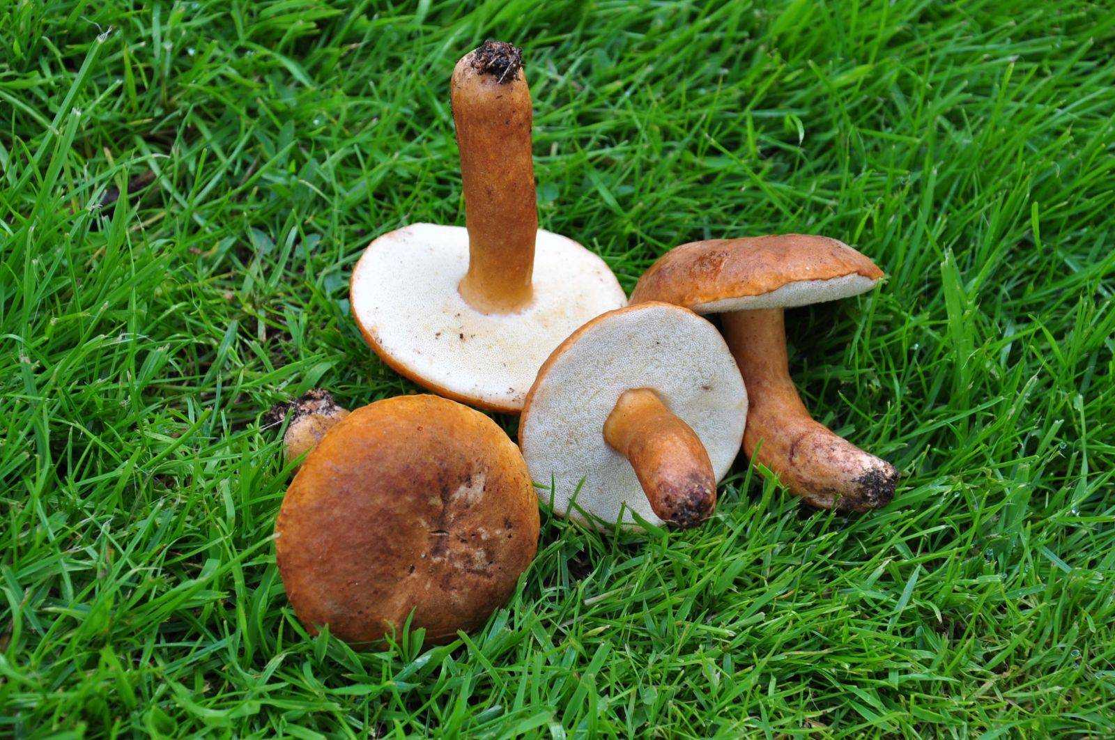 Каштановый гриб (gyroporus castaneus): где растет, виды, фото