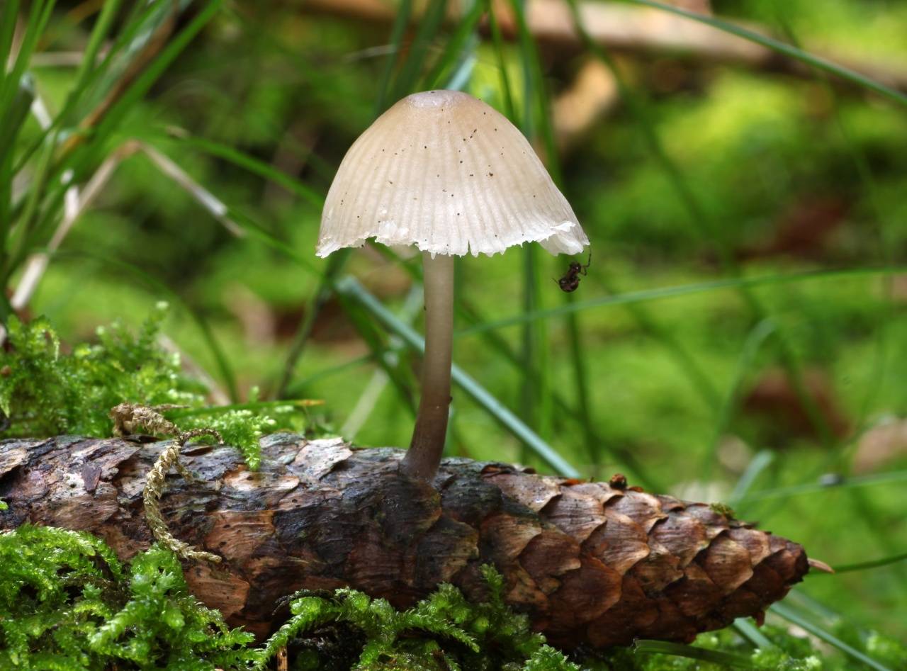 Псилоцибиновые грибы-таинственные,притягательные и опасные