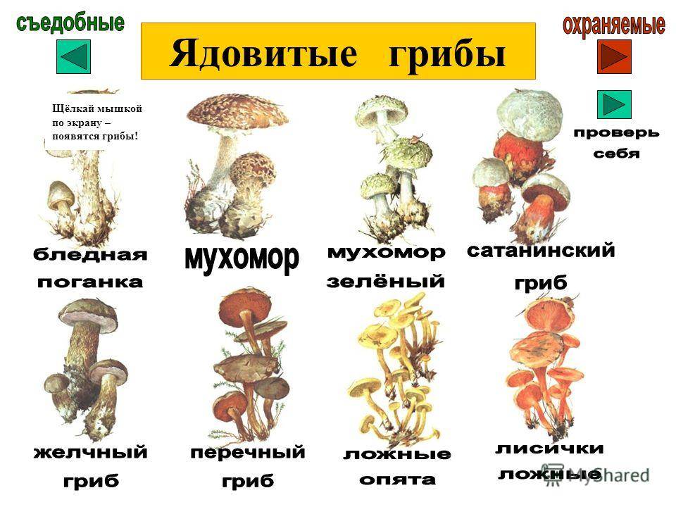 Грибы ростовской области 2023: грибные места, карта