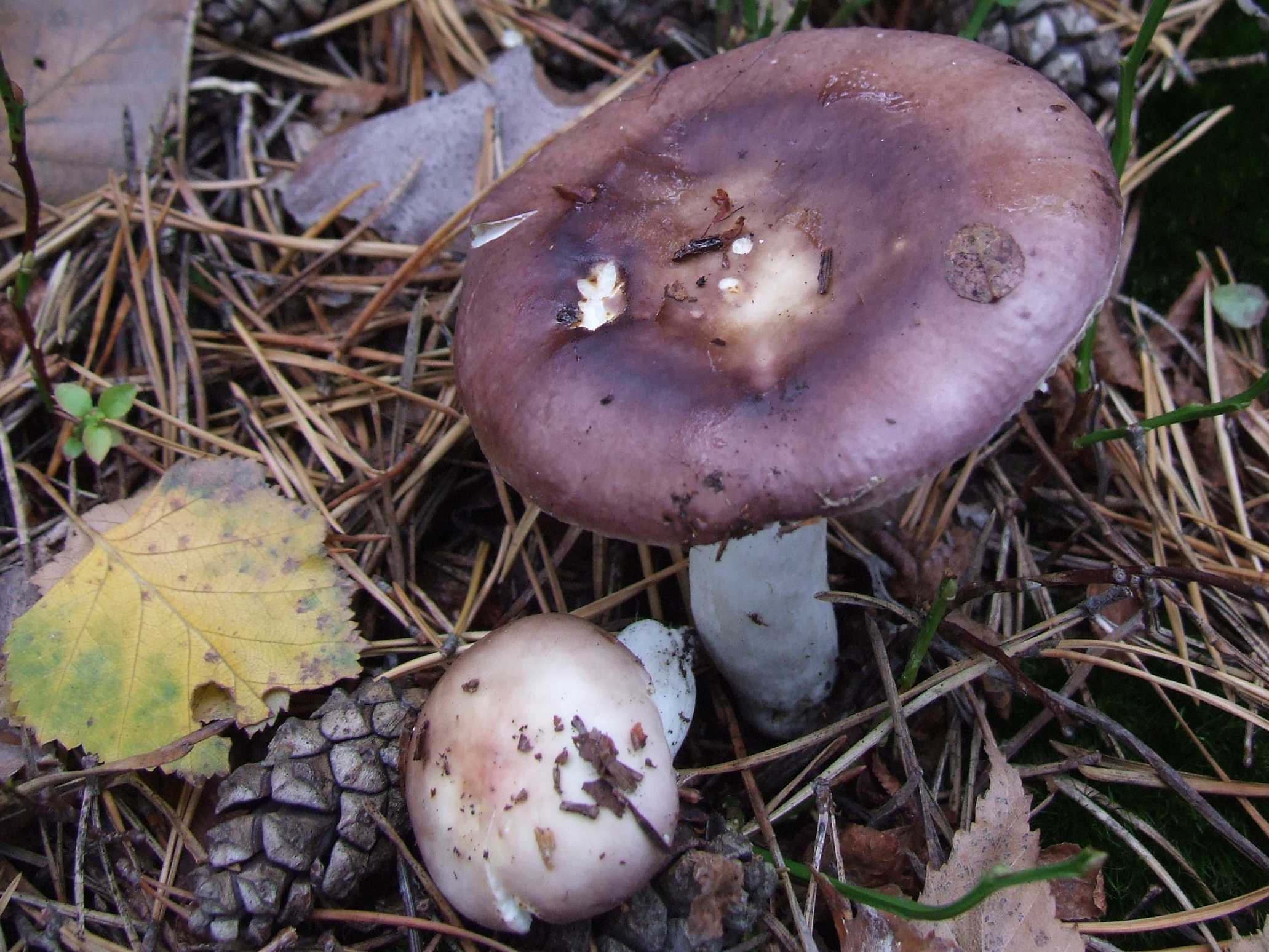 Сыроежка ломкая: описание и фото фиолетового гриба — викигриб