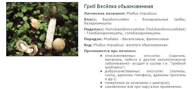 Гриб веселка обыкновенная: фото и описание необыкновенно целебного гриба, применение и лечебные свойства