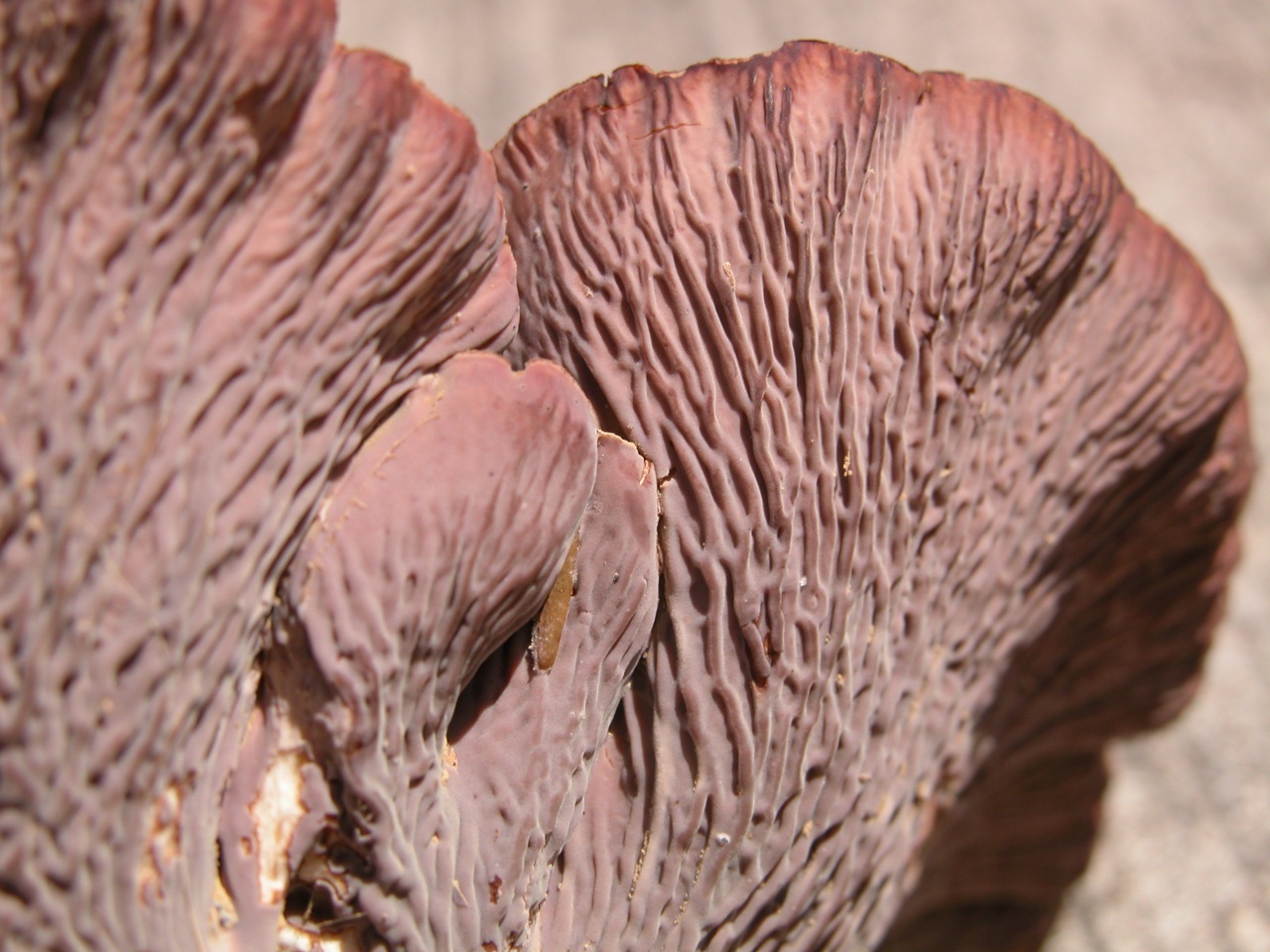 Описание грибов лисички: как выглядит, на что похожи по цвету, где растут