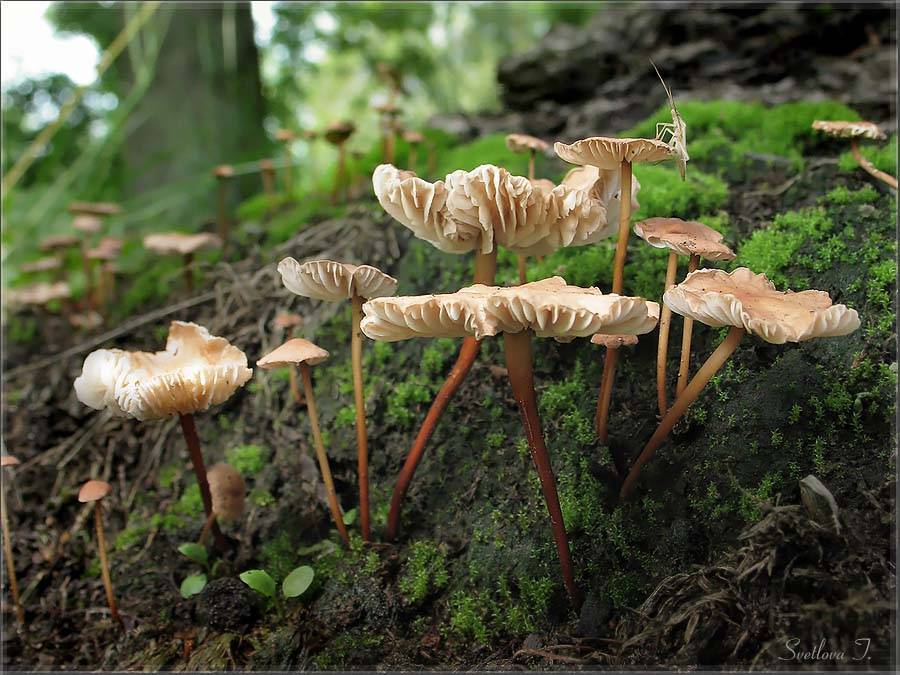Чесночник обыкновенный – гриб с чесночным запахом