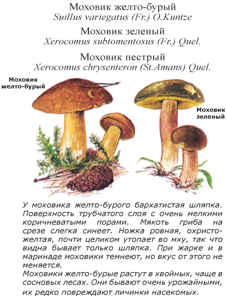 Ложный гриб моховик: +17 фото и описание, разновидности и отличия — викигриб