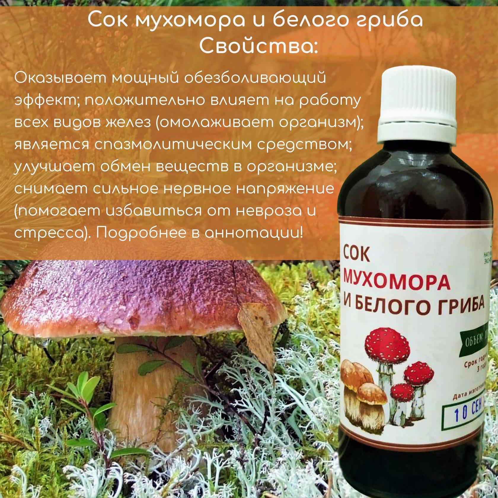 Мухомор красный (amanita muscaria): лекарственный гриб под ногами