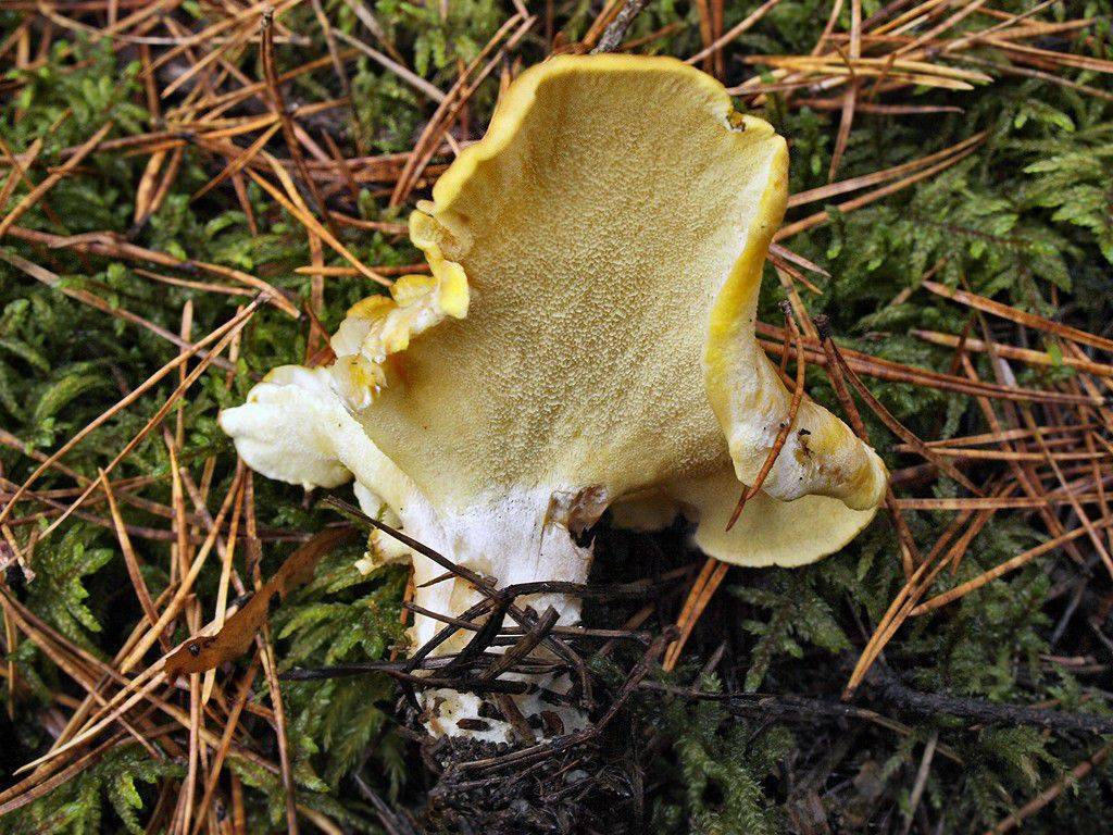 Свинушка ольховая или гриб ольховик (paxillus filamentosus): фото и описание гриба