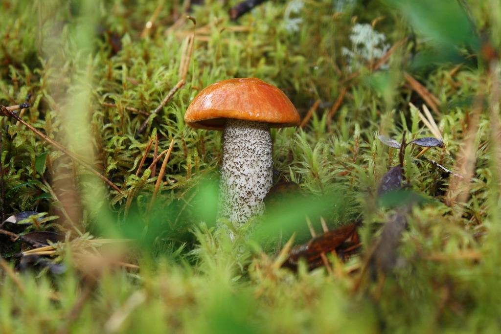 Биолог марина паламарчук: «нынешний год для грибов не самый удачный» « бнк