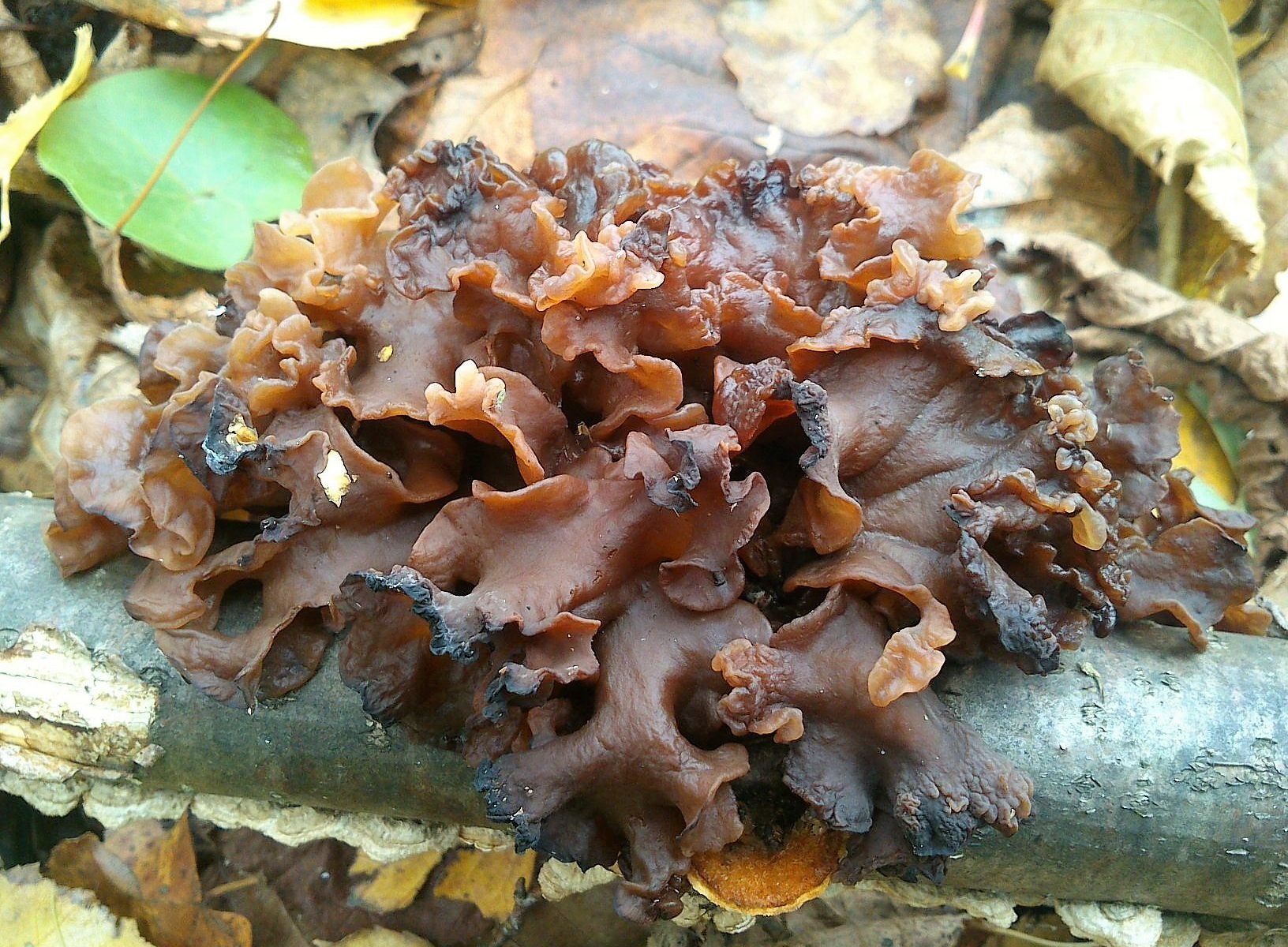 Дрожалка листоватая — описание где растет ядовитость гриба