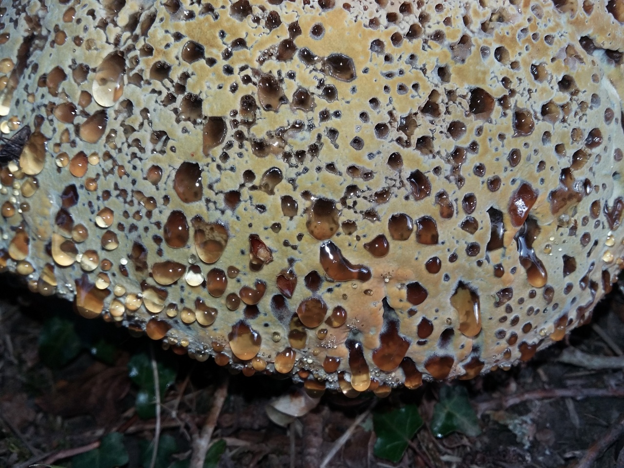 Что такое чага — рецепты и неожиданные свойства полезного гриба — ботаничка