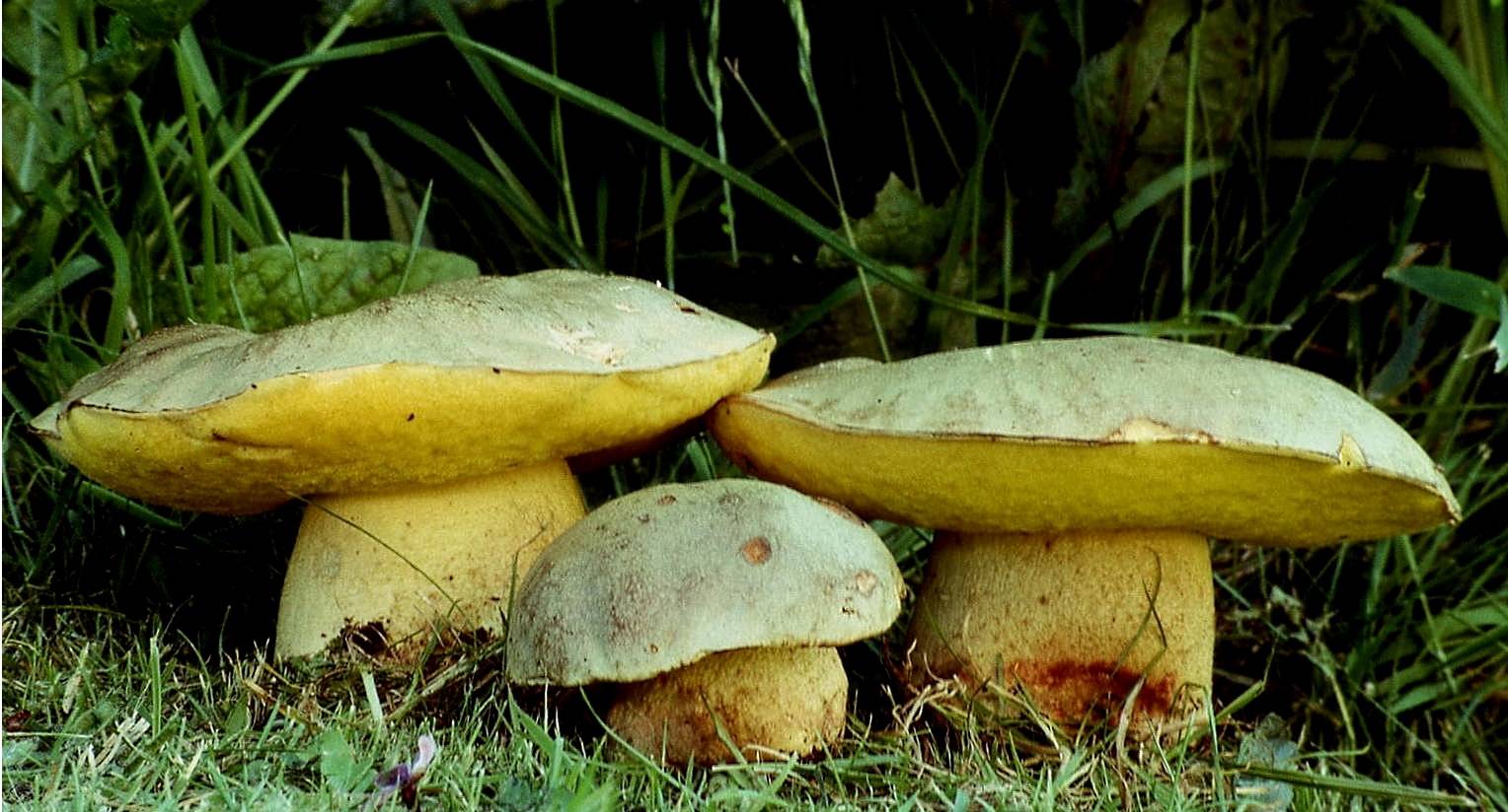 Польский гриб: +25 фото и описание, как выглядит и отличие от белого — викигриб