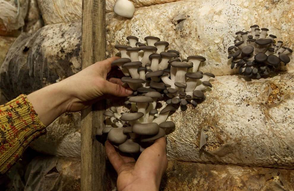 Выращивание грибов на даче – топ-6 способов, мастер-классы