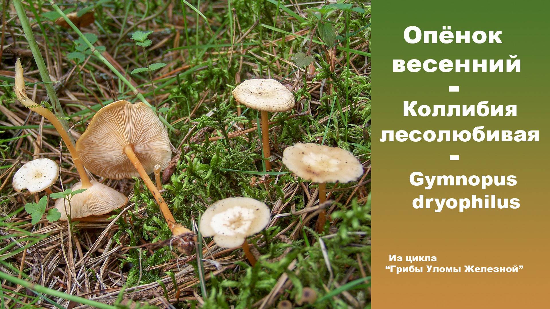 Выращивание грибов опят агроцибе или тополиных опят в домашних условиях / съедобные грибы, ягоды, травы