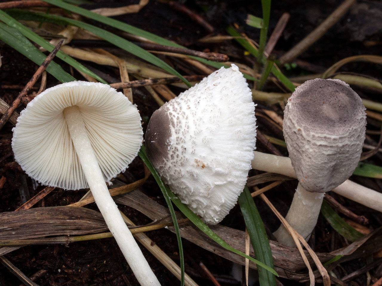 Плютей чешуйчатый — описание гриба , где растет, похожие виды, фото