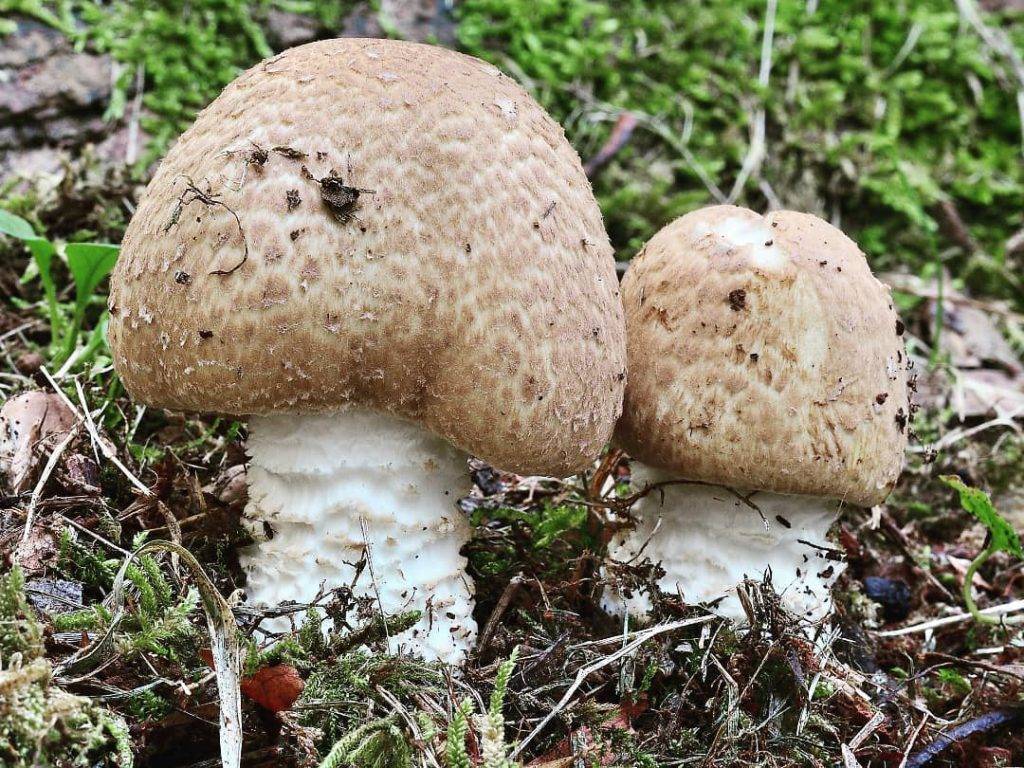 Луговые шампиньоны: описание, отличие от других грибов и фото