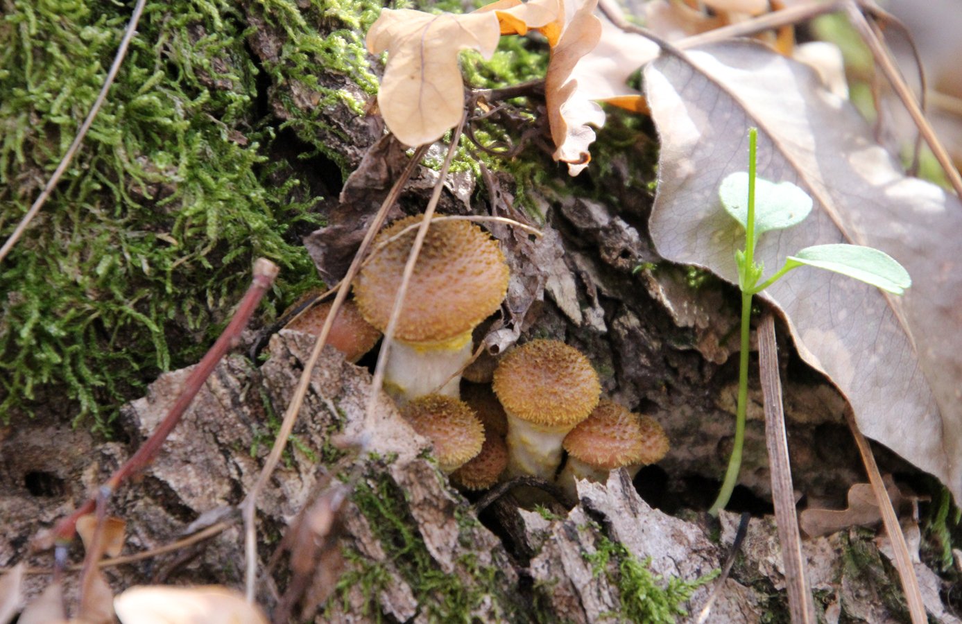 Опенок тополиный – вкусный культивируемый гриб