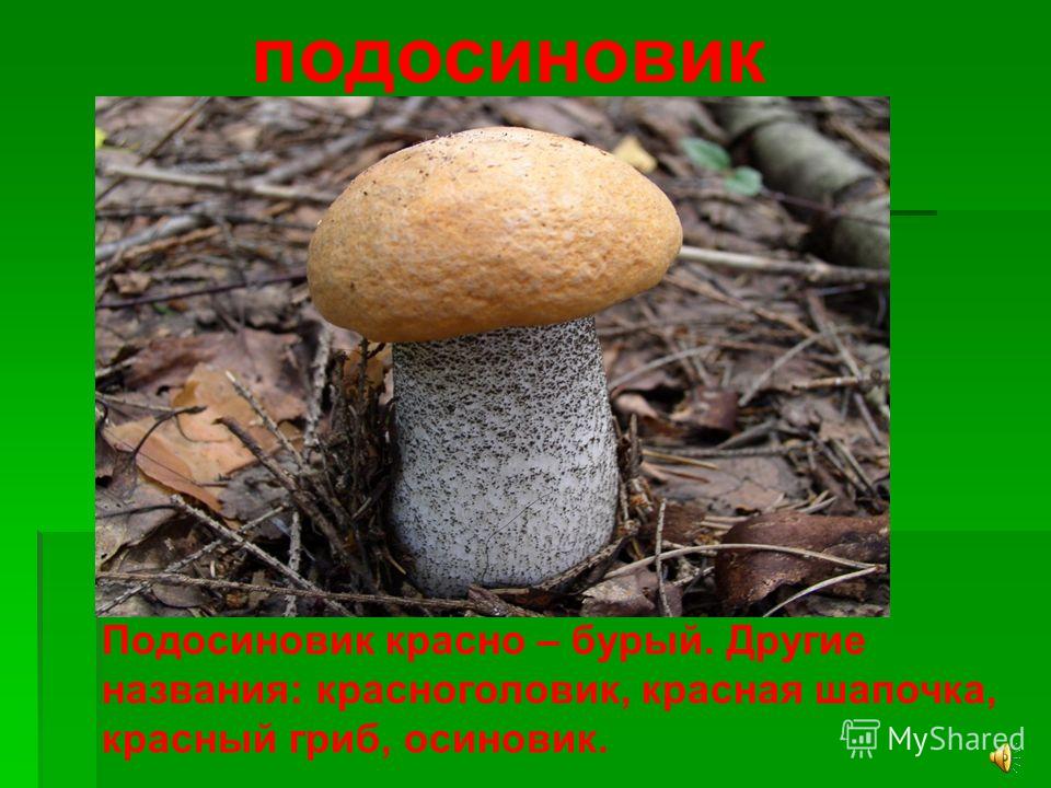 Подосиновик окрашенноногий - съедобный гриб. описание с фото. где растет, как готовить.