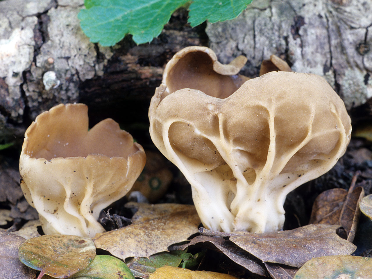 Гигрофор оливково-белый (hygrophorus olivaceoalbus): описание гриба и фото