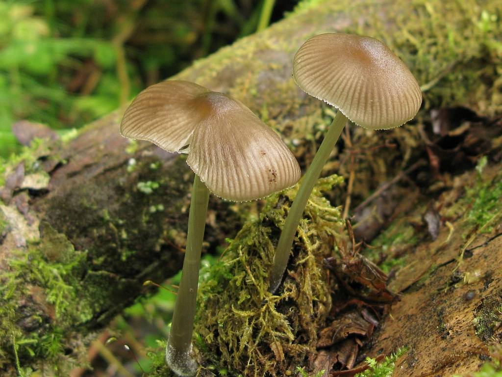 Мицена чистая (mycena pura): фото, описание и действие яда гриба