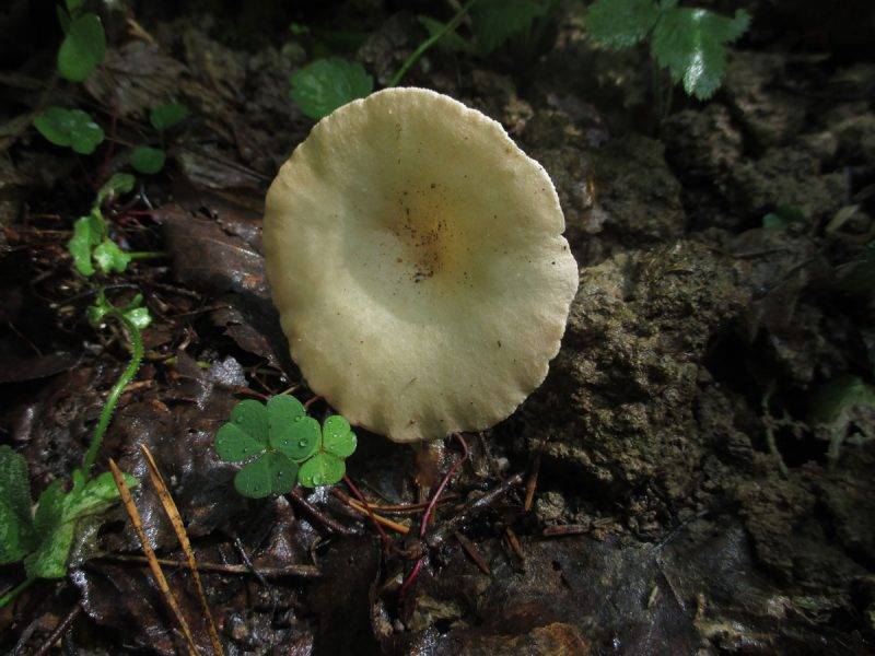 Говорушка беловатая — фото и описание гриба, где растет, ядовитось