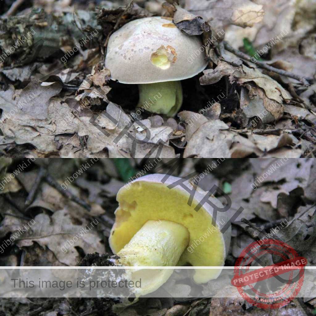 Редкий и вкусный боровик — полубелый гриб