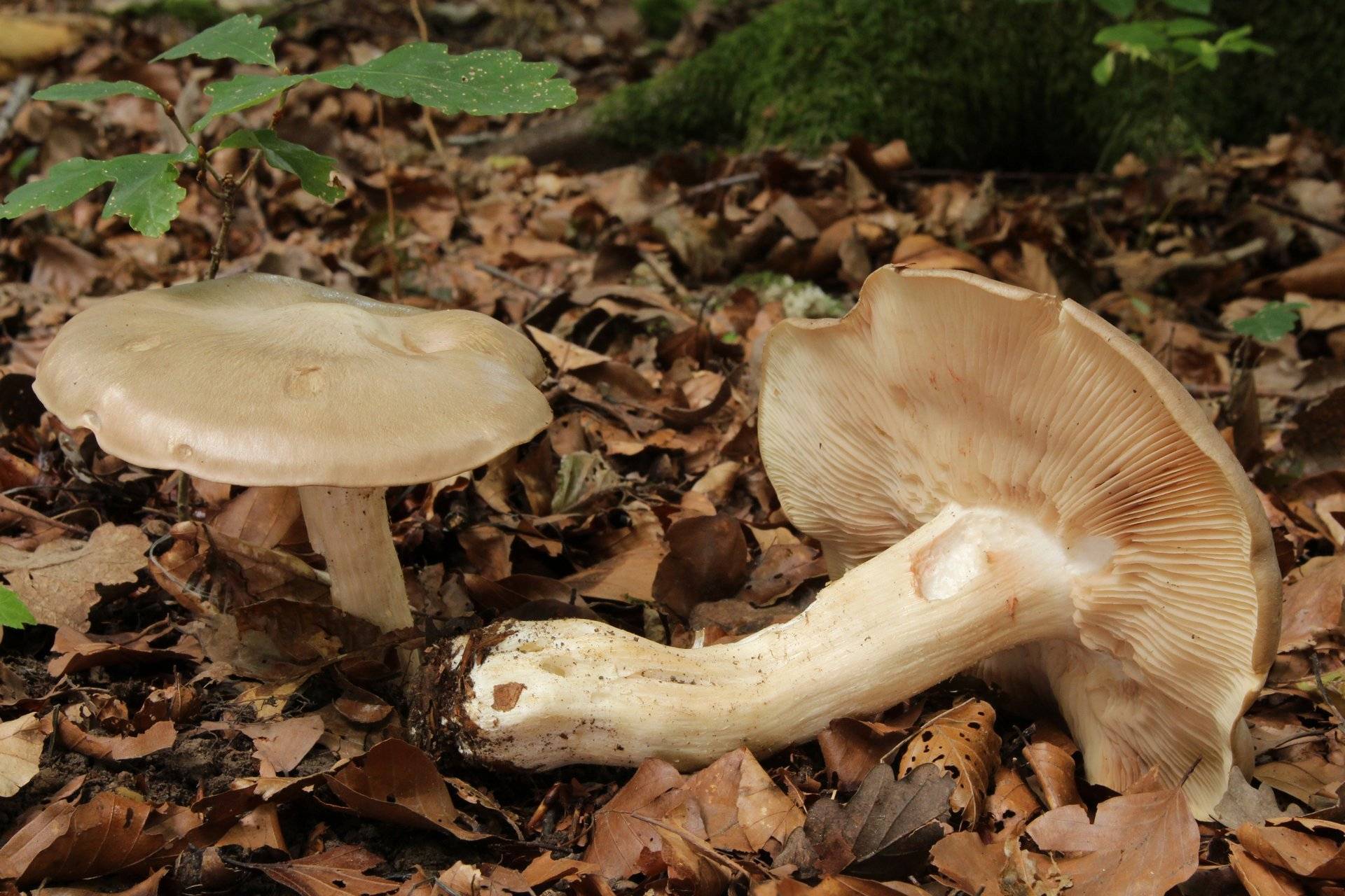Энтолома садовая (лесная, съедобная, entoloma clypeatum): как выглядят грибы, где и как растут, можно есть или нет, как готовить, как мариновать