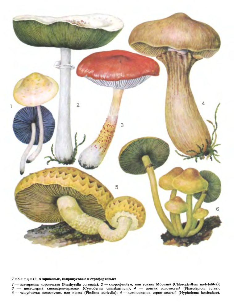 Луговые грибы – дети солнца и зелени - грибы собираем