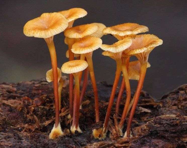 Аррения пельтигеровая (arrhenia peltigerina) – грибы сибири