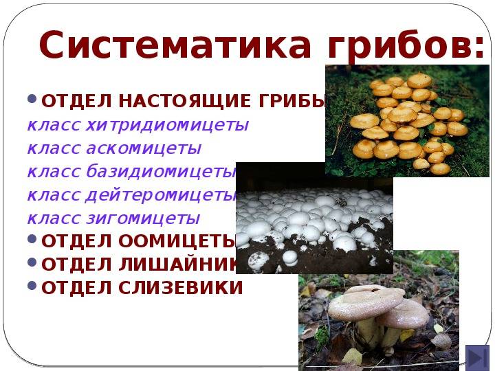 Зигомицеты | справочник пестициды.ru