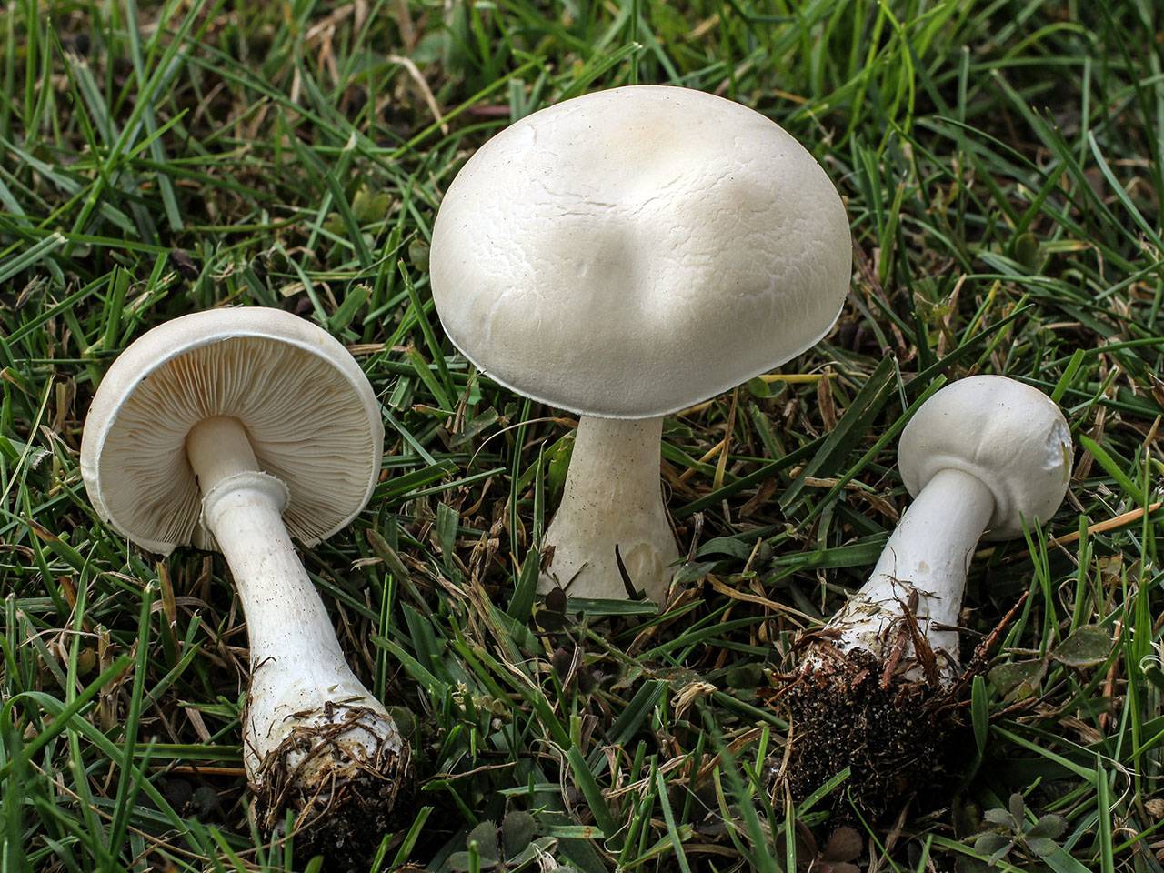 Белошампиньон длиннокорневой: фото и описание гриба, съедобный или нет