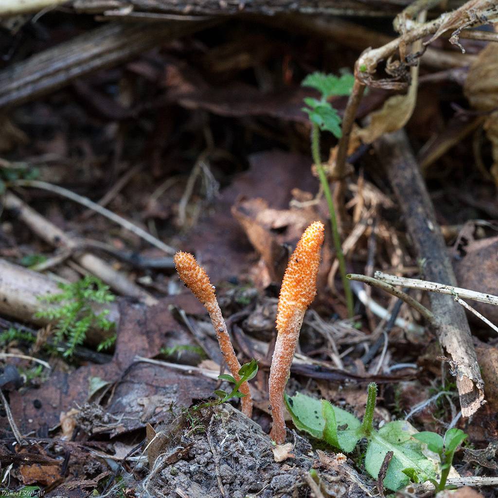 Кордицепс военный (cordyceps militaris) – грибы сибири