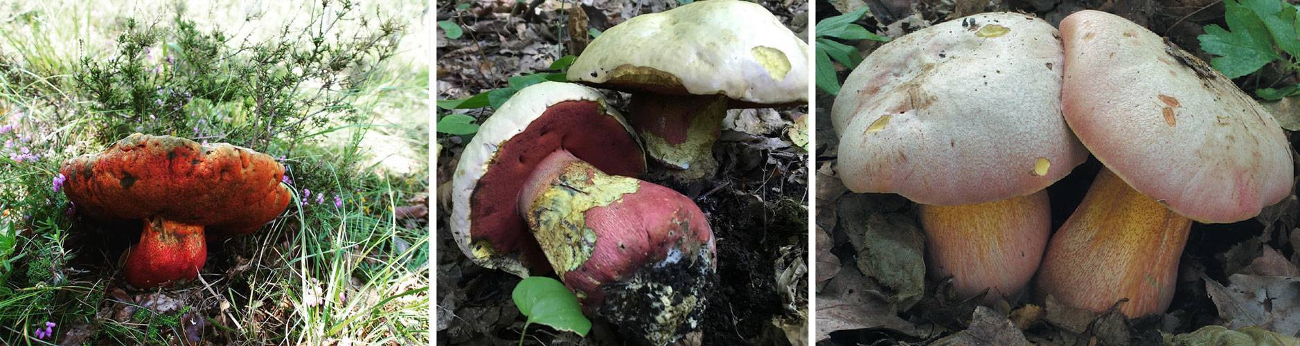 Сатанинский гриб: фото, описание, отличие от дубовика - ваш садовод
