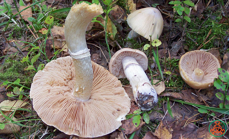 Колпак кольчатый: описание, распространение, вкусовые качества. грибы колпаки: полезные свойства и их рецепты приготовления