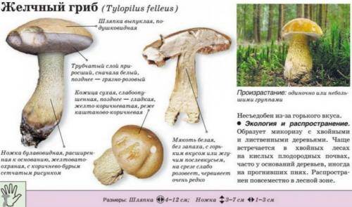 Порфировик красноспоровый (лат. tylopilus porphyrosporus)
