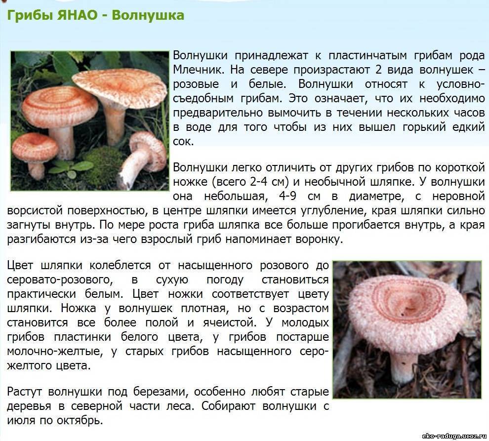 Волнушка розовая - фото и описание гриба | волжанка - съедобные грибы.