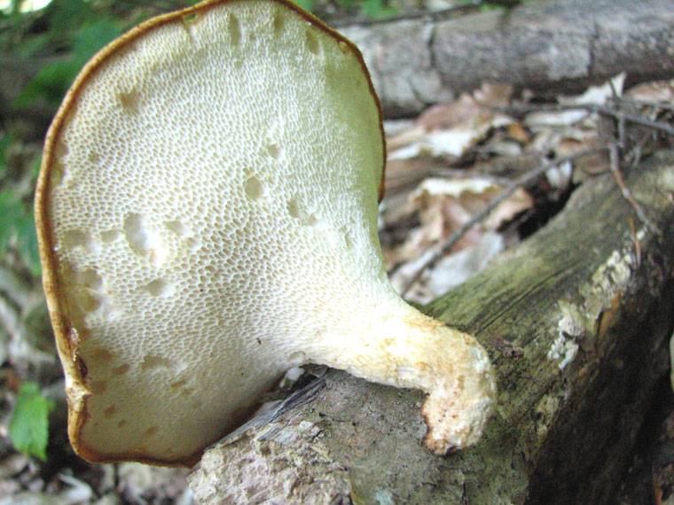 Трутовик чешуйчатый: описание гриба, распространение, фото
