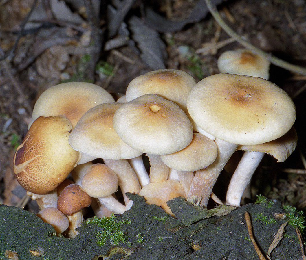 Опенок серопластинчатый: фото и описание гриба hypholoma capnoides